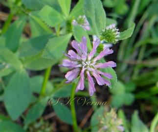  Flower Head